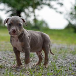 Boy 4 - American Bully puppy in Violet Hill, Arkansas from Obduro Bullies