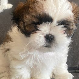 Shih Tzu puppies from Mimi's Shih Tzus