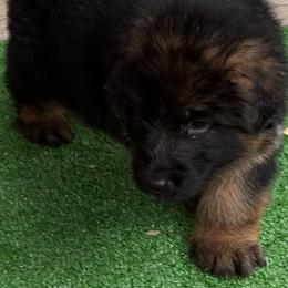 Max - Black and red male German Shepherd puppy in Buena, New Jersey from Beauty and the Beast