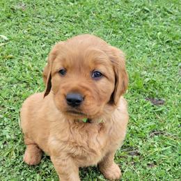 Golden Retriever Puppies from Cedar Life Goldens