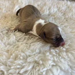 Hope - Chocolate female Italian Greyhound puppy in Southwest Florida, Florida from Woofford Italian Greyhounds