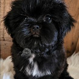 Seal - Black male Shih Tzu puppy in Sanger, California from Hillsides Shih-Tzu