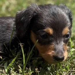 Bluey - Blue and tan male Dachshund puppy in Harrison, Arkansas from Pyatts Doxies