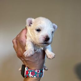 Maltese Puppies from Genice’s Small Wonders