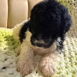 Thumper - Black and white male Sheepadoodle puppy in Chesapeake, Virginia from Doodle-Cove