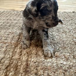 Rover - Merle male Goldendoodle puppy in Wittenberg, Wisconsin from Cedar River Kennel