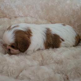 Cavalier King Charles Spaniel puppies from Olga's Cavalier King Charles Spaniels