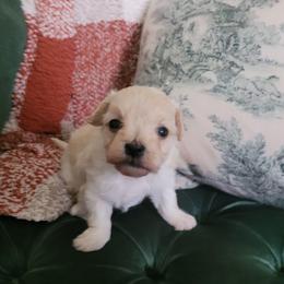 Ivy - Cream female Maltipoo puppy in Mena, Arkansas from Belle Ball Puppies