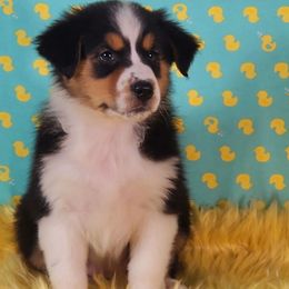 Ash - Black tri-color female Australian Shepherd puppy in Waddell, Arizona from Whimsical Aussies