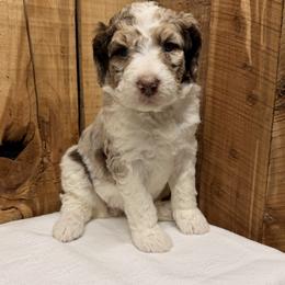Ruby - Red merle female Aussiedoodle puppy in Lavonia, Georgia from H & A Kennels