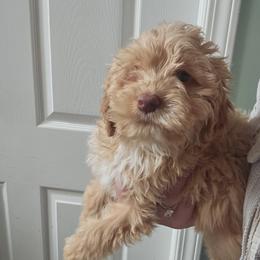 Mikey - Red and white male Cockapoo puppy in Galena, Illinois from Perry's doodles