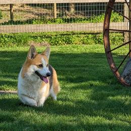Fiona - Pembroke Welsh Corgi