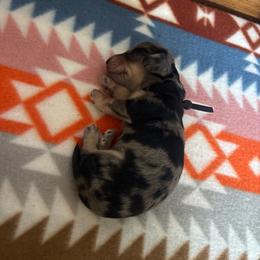 Black collar boy - Dapple male Dachshund puppy in Eustis, Florida from K8’s Dachshunds