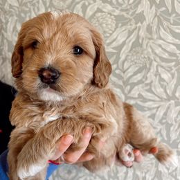 Zed - Apricot Goldendoodle puppy in Florence, Alabama from Dolly Doodle’s Doodles