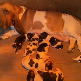 Basset Hound All Grown Up from Beckstrom’s Family Bassets