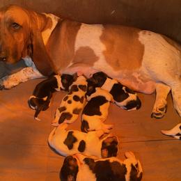 Basset Hound All Grown Up from Beckstrom’s Family Bassets