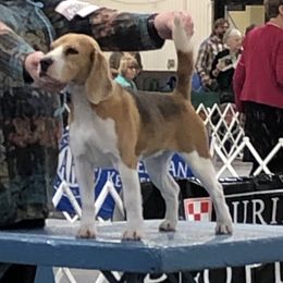 Halo - Beagle