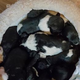 Goldendoodle and Poodle Puppies from Southern Hunters Standards