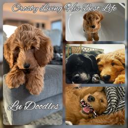 Goldendoodle Puppies from Lu Doodles
