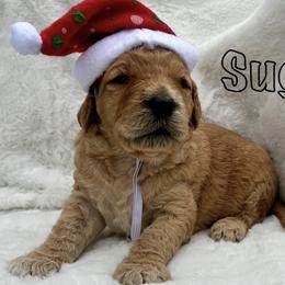 Goldendoodle Puppies from Lena’s “Baby Beans” and “Christmas Cookies”