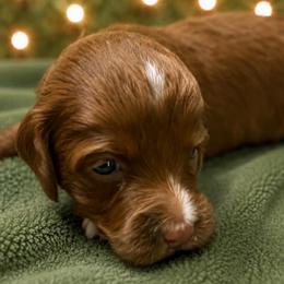 Star - Pink Collar - Red  female Goldendoodle puppy in Huntsville, Alabama from Falcon Ridge Doodles