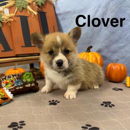 Clover - Sable male Pembroke Welsh Corgi puppy in Apison, Tennessee from Ashmore Corgis
