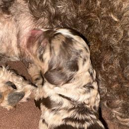Cowboy - Chocolate merle male Bernedoodle puppy in Carlotta, California from Lost Coast Poodles and Doodles
