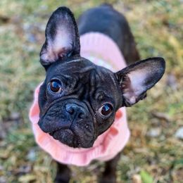 French Bulldogs from Bisou Bulldogs