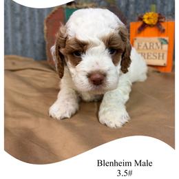 Yellow male - Blenheim male Cavapoo puppy in Clarksville, Iowa from Iowa Heartland Doodles