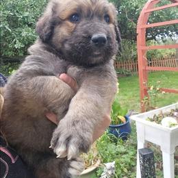 Hazel - Sable female Saint Berdoodle puppy in Castle Rock, Washington from PNW Saint Berdoodles