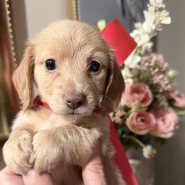 IGGY - Red female Dachshund puppy in Ville Platte, Louisiana from Cajun Pawfection