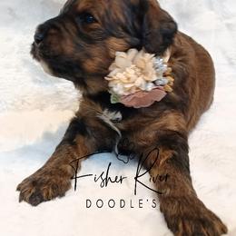 Goldendoodle and Poodle Puppies from Fisher River Doodle's