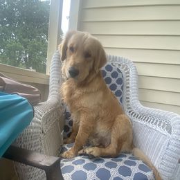 Biggs - Golden Retriever