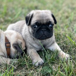 Boy 1 - Pug puppy in Rushmore, Minnesota from Love of Pugs