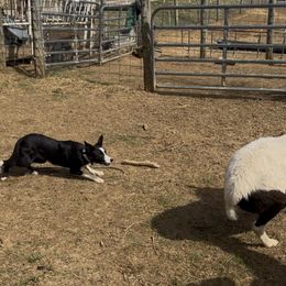 Border Collie All Grown Up from M&D Border Collies