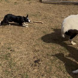 Border Collie All Grown Up from M&D Border Collies