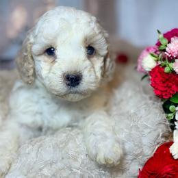 Bodhi - Apricot male Goldendoodle puppy in North Branch, Michigan from Graceful Miniature Goldendoodles