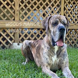 Django - Great Dane
