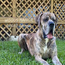 Django - Great Dane
