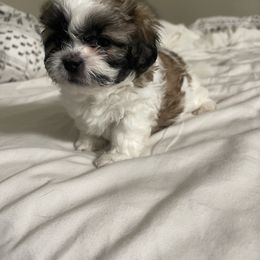 Shihpoo Puppies from The Sassy Shihpoos