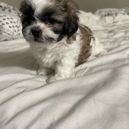 Shihpoo Puppies from The Sassy Shihpoos