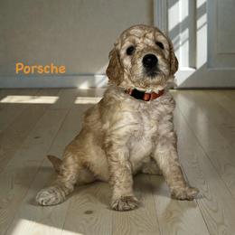 Porsche - Apricot female Goldendoodle puppy in Sanderson, Florida from Serenity Goldendoodles