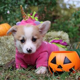 Newdi - Fawn female Pembroke Welsh Corgi puppy in Pollock, Missouri from Northstar