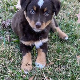 Pumpkin - Red tri male Miniature Australian Shepherd puppy in Huntington, Texas from 4J Aussies