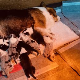 American Corgi and Pembroke Welsh Corgi Puppies from Elk Ridge Corgis