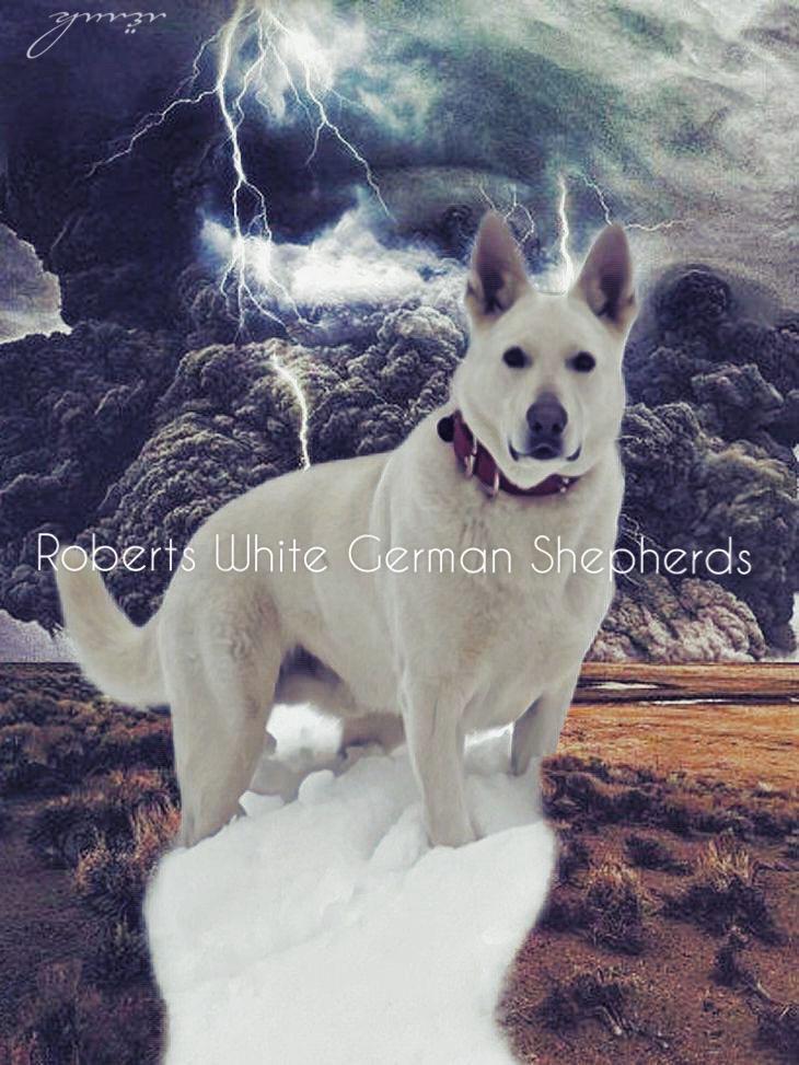 Duke