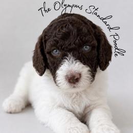 Hyacinth Bridgerton - Parti female Poodle puppy in Spring Hills, Florida from The Olympus Standard Poodle