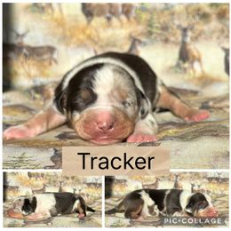 Tracker - Blue merle male Catahoula Leopard Dog puppy in Forbes, Minnesota from North Country Catahoulas