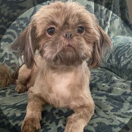 Missy - Shih Tzu