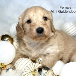 Sasha - Apricot female Goldendoodle puppy in Montrose, Michigan from Livy’s Doodles